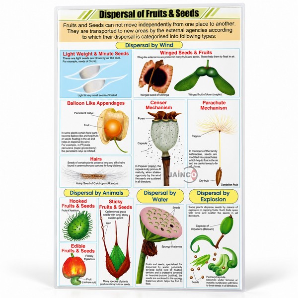 Dispersal of Fruits and Seeds Chart